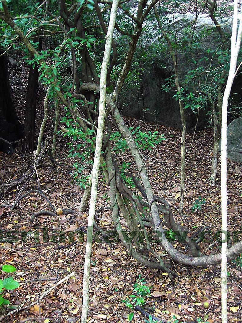 Ritigala Forest landscape, Ritigala Nature Reserve